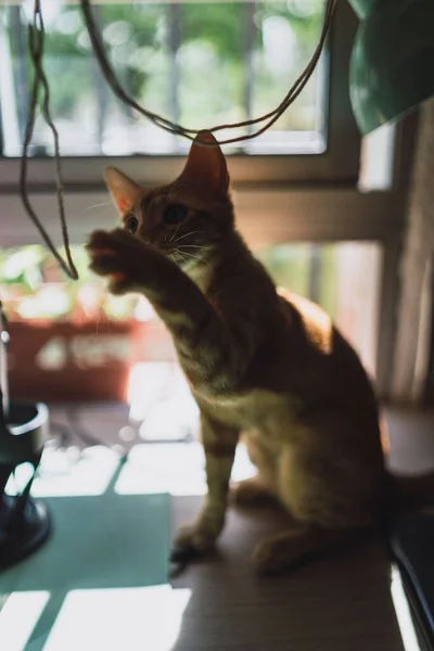 Primo Piano Verticale Adorabile Gattino Che Gioca Con Una Corda — Foto Stock