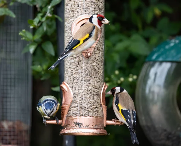 Closeup Shot Goldfinches Blue Tit Sitting Bird Feeder — ストック写真