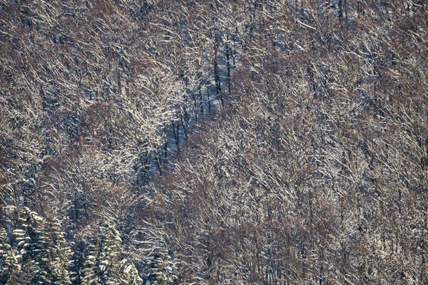 광야의 눈덮인 나뭇가지들 — 스톡 사진