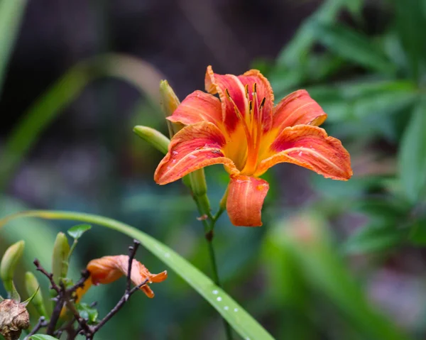 Detailní Záběr Krásné Oranžové Denní Lilie Květiny Zahradě — Stock fotografie