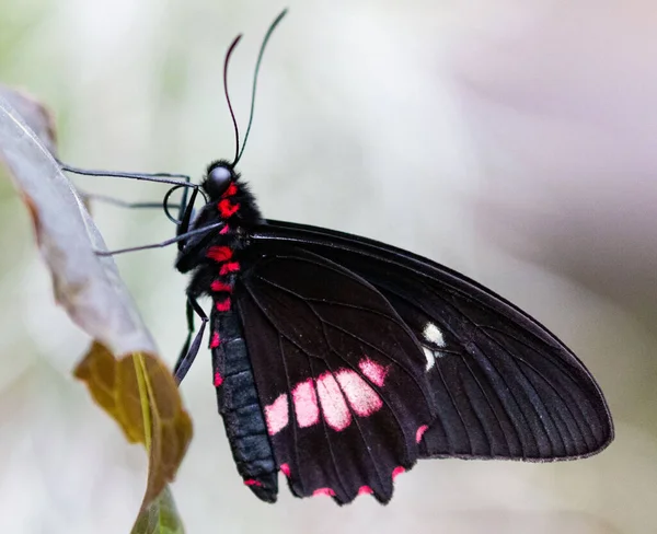 Een Close Shot Van Een Zwart Rode Vlinder — Stockfoto