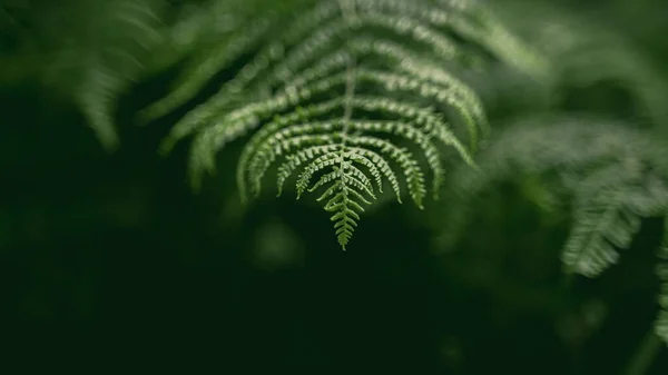 Een Selectieve Focus Shot Van Ierse Varen Het Bos Een — Stockfoto