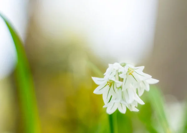 Een Close Van Allium Triquetrum Bekend Als Drie Hoekige Prei — Stockfoto