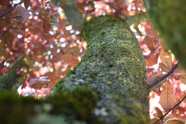 Низкоугольный Снимок Ствола Дерева Красными Листьями — стоковое фото