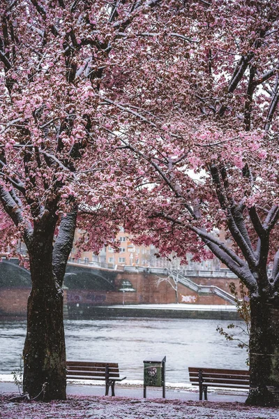 冬日里樱花盛开的小径 — 图库照片