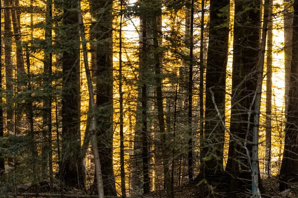スイスのヴォー州モンペレーリンの黄金の時間の森 — ストック写真