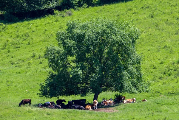 Kor Som Står Skuggan Ett Träd Gräs Sommar — Stockfoto