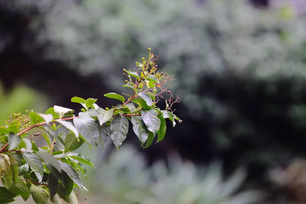 Festői Kilátás Növény Fekete Bogyók Kertben Homályos Háttérrel — Stock Fotó
