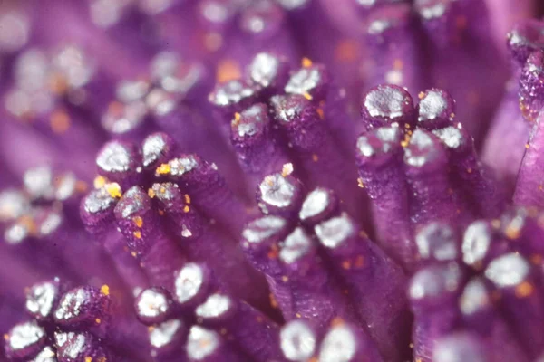 雄花の内側に紫色の汚名の表面のマクロ — ストック写真