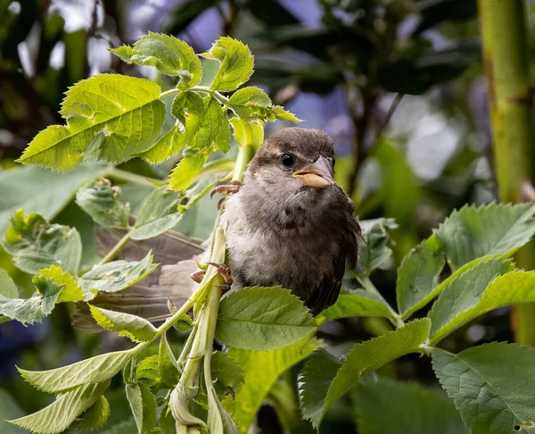 Eine Nahaufnahme Eines Schönen Sperlings Der Auf Einem Baum Zwischen — Stockfoto