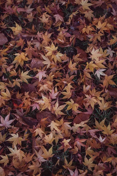Vertical Shot Colorful Autumn Leaves Ground Japanese Maple Foliage — Stock Photo, Image