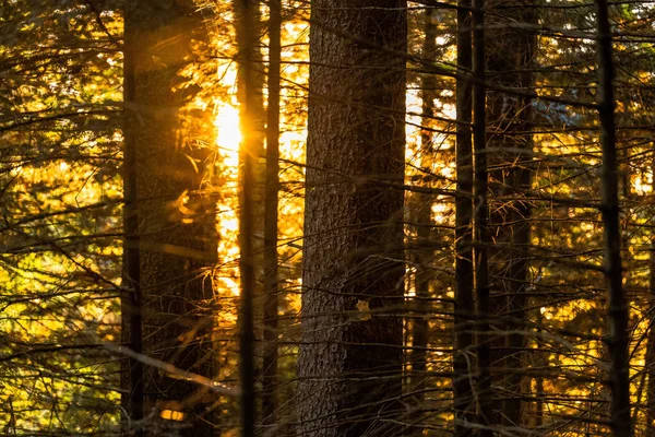 Het Bos Van Mont Pelerin Zwitserland Vaud — Stockfoto