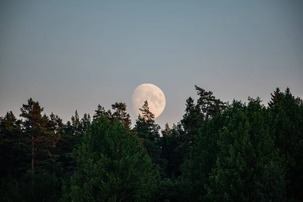 Далёкий Вид Луну Густым Лесом Переднем Плане — стоковое фото