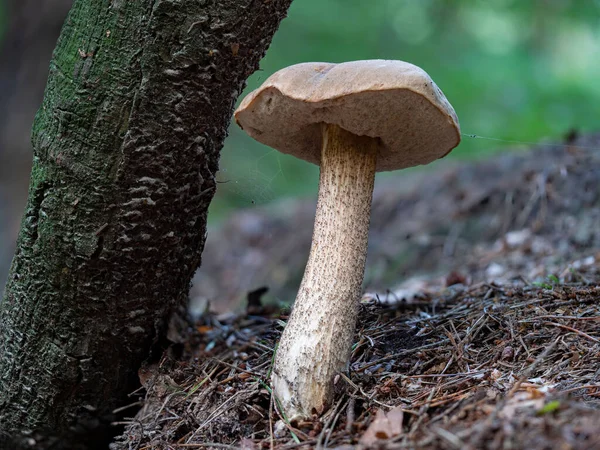 Acloseup Van Een Lange Leccinum Scabrum Paddestoel — Stockfoto