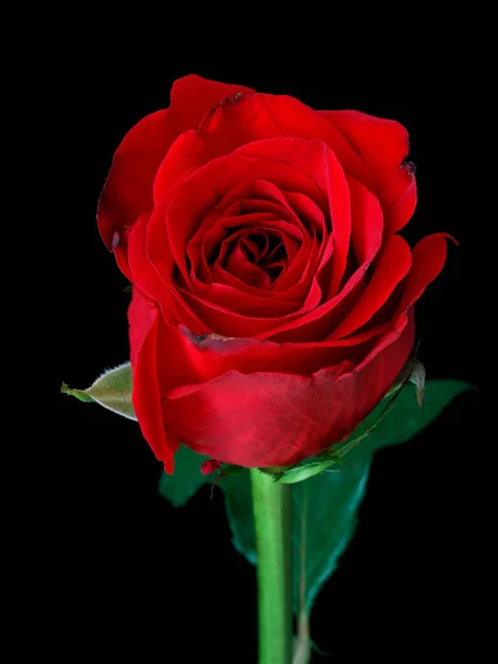 Eine Vertikale Aufnahme Einer Schönen Roten Rose Isoliert Auf Schwarzem — Stockfoto