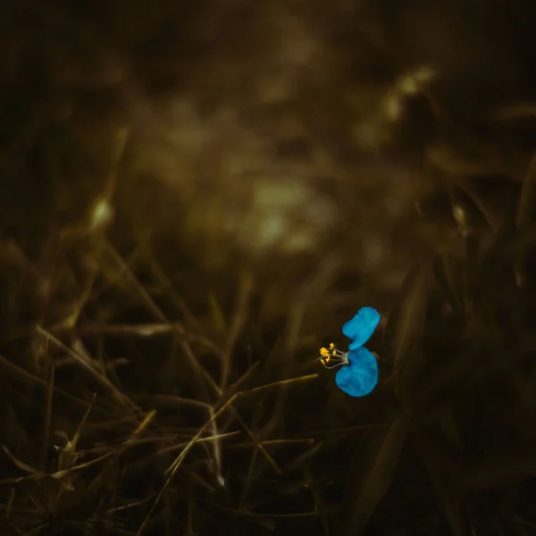 Крупный План Синего Цветка Растущего Поле — стоковое фото