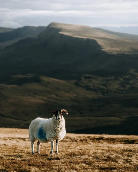 Plan Vertical Mouton Islandais Sur Une Colline Rurale Île Skye — Photo