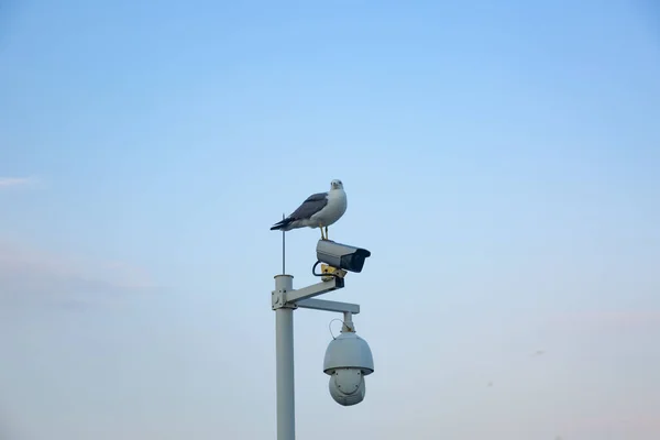 Tiro Close Uma Gaivota Branca Lâmpada Branca Backgroud Céu — Fotografia de Stock