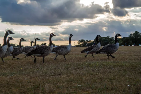 Gänse Marschieren Über Blackheath Green Südosten Londons — Stockfoto