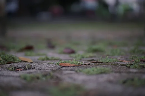 Enfoque Selectivo Las Hojas Caídas Otoño Suelo Pavimentado — Foto de Stock