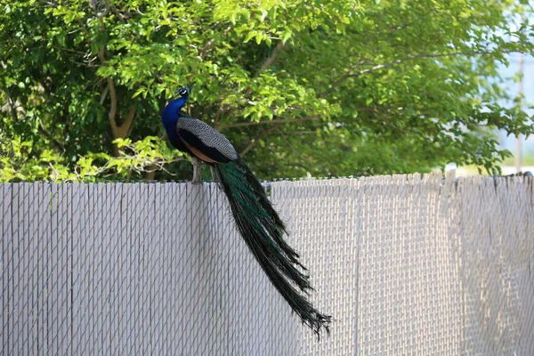 Uma Vista Panorâmica Peafowl Empoleirado Uma Cerca Contra Árvores Verdes — Fotografia de Stock