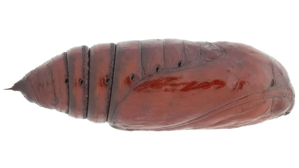 Lateral View Pupae Moth Species Noctua Pronuba Trivial Name Large — Stock Photo, Image