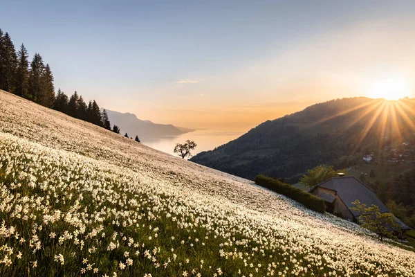 Belle Vue Heure Dorée Sur Champ Narcisses Coucher Soleil Montreux — Photo