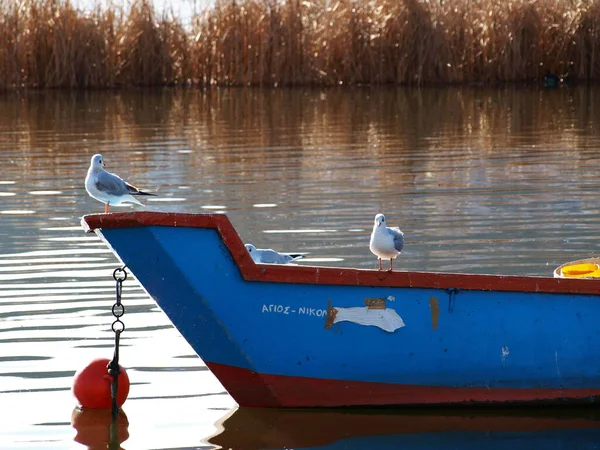 Three Seagulls Old Boat Pretending Navigate — Stock Photo, Image