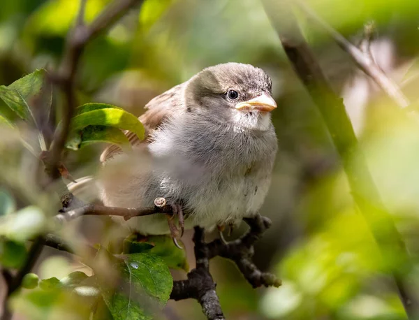 Gros Plan Passereau Pelucheux Perché Sur Une Branche — Photo