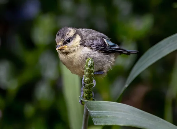 Closeup Shot Brown Tit Bird Perched Green Plant — Zdjęcie stockowe