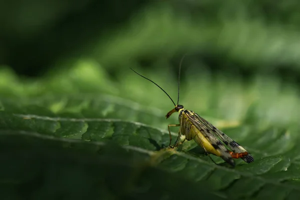 Een Macro Shot Van Een Gewone Schorpioenvlieg Een Groen Bladoppervlak — Stockfoto