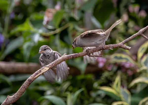Ein Paar Sperlingsvögel Auf Einem Hölzernen Ast — Stockfoto