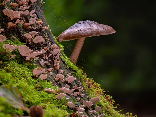 Gros Plan Champignon Pluteus Cervinus Sur Une Souche Arbre — Photo