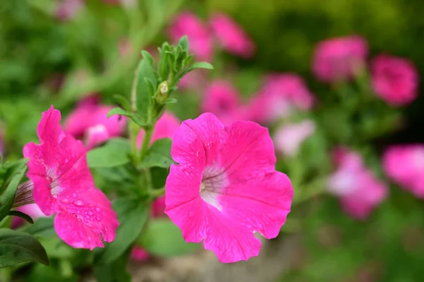 Beau Cliché Fleurs Pétunia Plein Jour — Photo