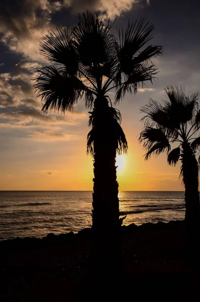 Palmensilhouette Bei Sonnenuntergang Auf Den Kanarischen Inseln — Stockfoto