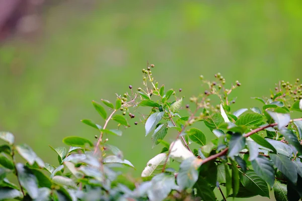 Malebný Pohled Rostlinu Černými Bobulemi Zahradě Rozmazaném Pozadí — Stock fotografie