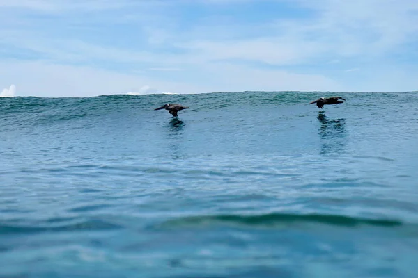 海に飛び込む2人のペリカンの美しいショット — ストック写真