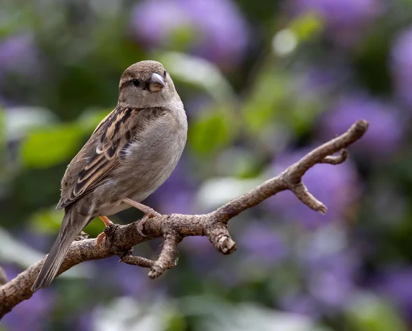 Eine Selektive Fokusaufnahme Eines Schönen Sperlings Auf Einem Ast Garten — Stockfoto