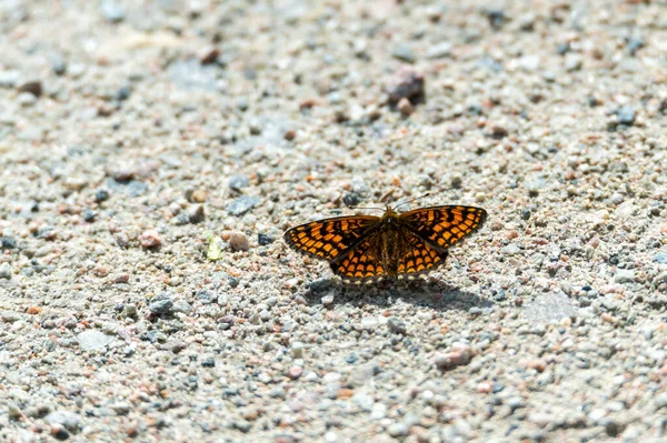 Heat Fritillary Melitaea Athalia Butterfly Gravel Insect Helps Pollinate Important — Stock Photo, Image