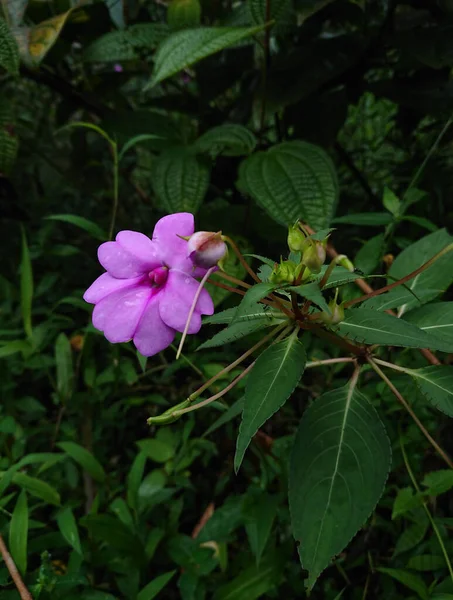 Primer Plano Vertical Una Flor Bálsamo Himalaya Rosa Floreciente —  Fotos de Stock