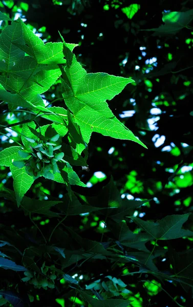 Tiro Vertical Folhas Verdes Brilhantes Uma Árvore Ensolarada — Fotografia de Stock