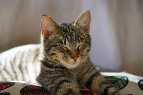 Yastığın Üzerinde Uyuyan Gri Bir Kedinin Yakın Plan Fotoğrafı — Stok fotoğraf