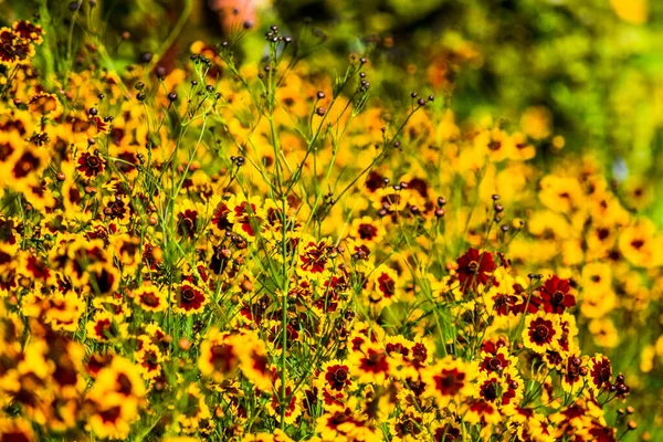 Detailní Záběr Pláně Coreopsis Květiny Přes Rozmazané Pozadí — Stock fotografie