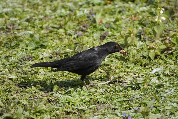 草の上の共通の黒い鳥のクローズアップショット — ストック写真