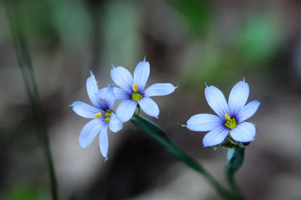 Enfoque Selectivo Hierba Ojos Azules Sisyrinchium Angustifolium —  Fotos de Stock