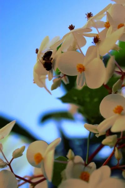 Vertical Closeup Bee Pollinating Begonia Peltatifolia Flowers — Stock Photo, Image