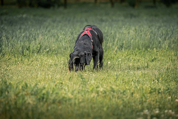 Ein Schwarzer Hund Auf Grünem Gras — Stockfoto