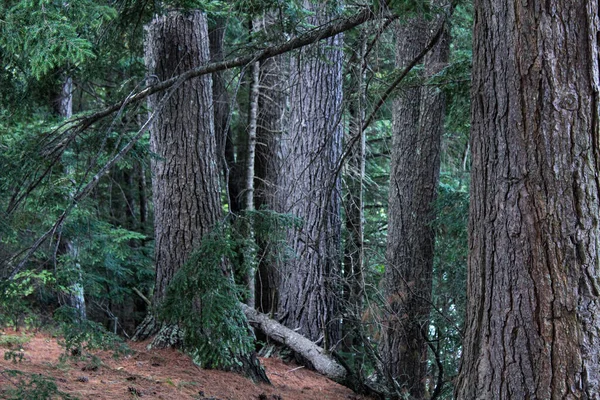 Kırsal Bir Ormanda Engebeli Ağaç Gövdesi — Stok fotoğraf