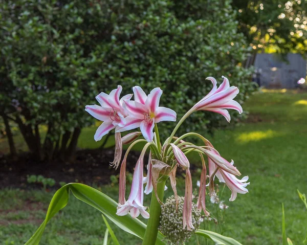 Çiçek Açan Pembe Zambak Çiçeklerinin Yakın Plan Çekimi — Stok fotoğraf