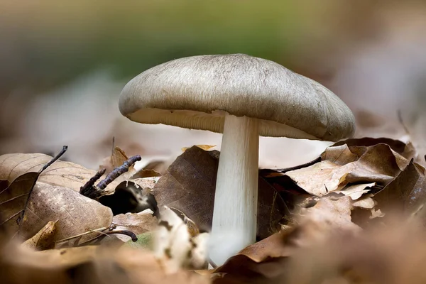 Volvopluteus gloiocephalus, büyük kılıflı mantar, gül solungaçlı grisette, sakallı rosegill.